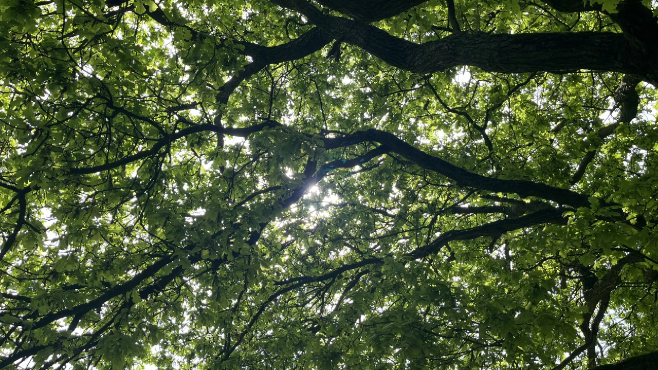 Een verdiepende middag in de bossen onder Breda met stilte, natuur en reflectie over maat, waarheid en begrenzing in je leven en werk.