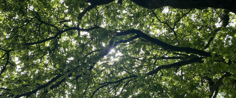 Over de valse vrijheid van eindeloze mogelijkheden en de stille discipline die nodig is om in de zomer vrucht te dragen.